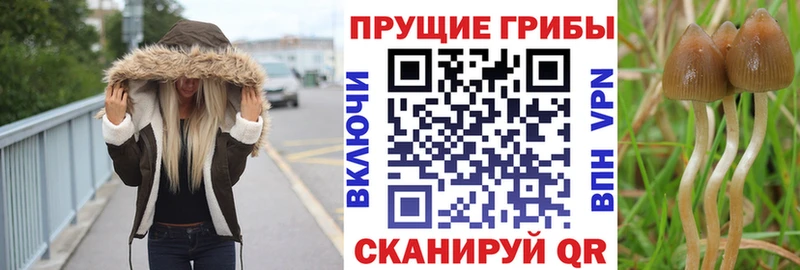 Псилоцибиновые грибы мицелий  МЕГА рабочий сайт  Елизово 
